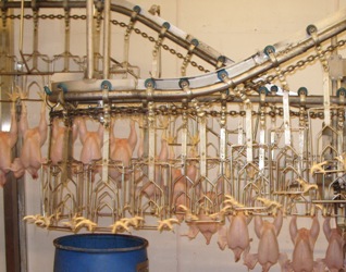 chickens